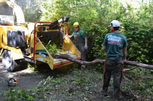 tree services Redondo Beach